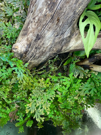 Spike moss (Selaginella spp.) terrarium plant