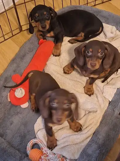 Purebred Dachshund 1 left mini Chocolate  boy  with shots., View more