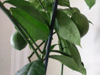 MEYER LEMON INDOOR 4 FEET POTTED PLANT FRUIT TREE TORONTO EAST