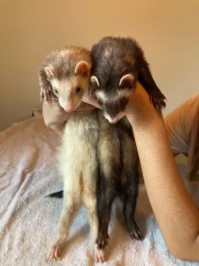 Ferrets with cage, View more