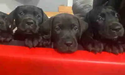Corso x Choco Lab Puppies, View more