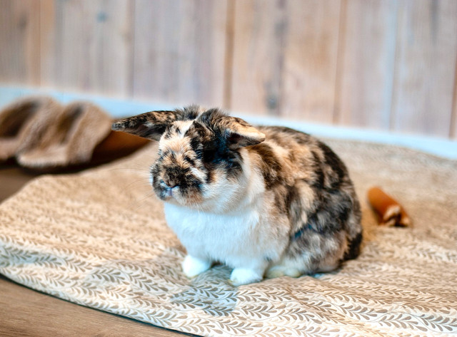 purebred Holland Lop Bunny Rabbit in Small Animals for Rehoming in Gatineau - Image 4