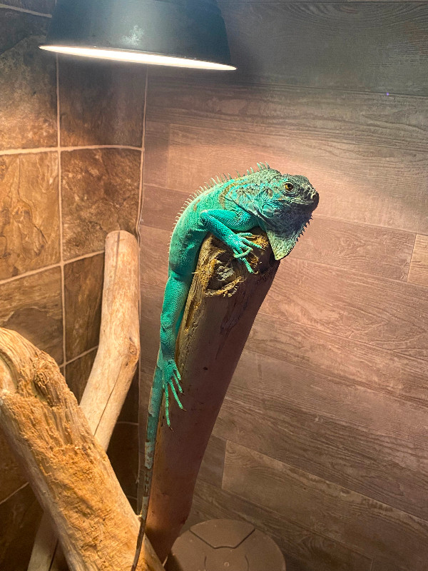 Iguana/ Setup in Reptiles & Amphibians for Rehoming in Corner Brook