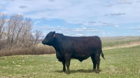 ****BLACK ANGUS AND SIMMANGUS BULLS FOR SALE***