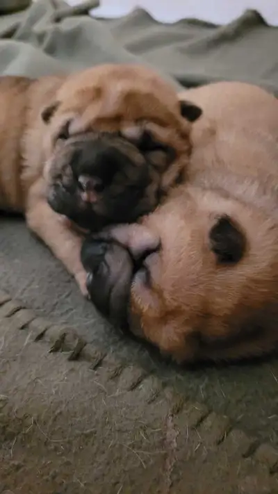 Ancient Sharpei Puppies, View more