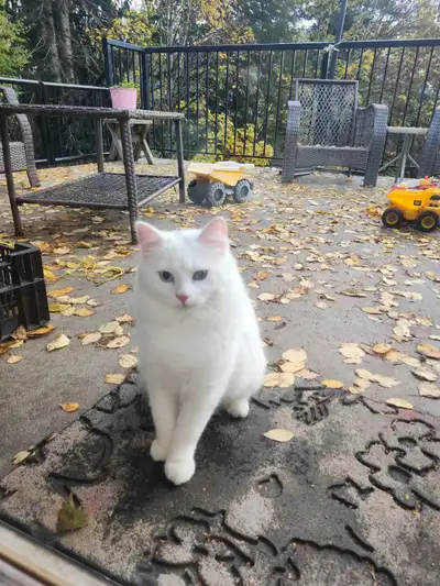 7 month old kittens for Christmas, View more