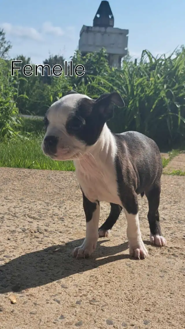 Bébé Boston Terrier chien in Dogs & Puppies for Rehoming in Lanaudière - Image 3