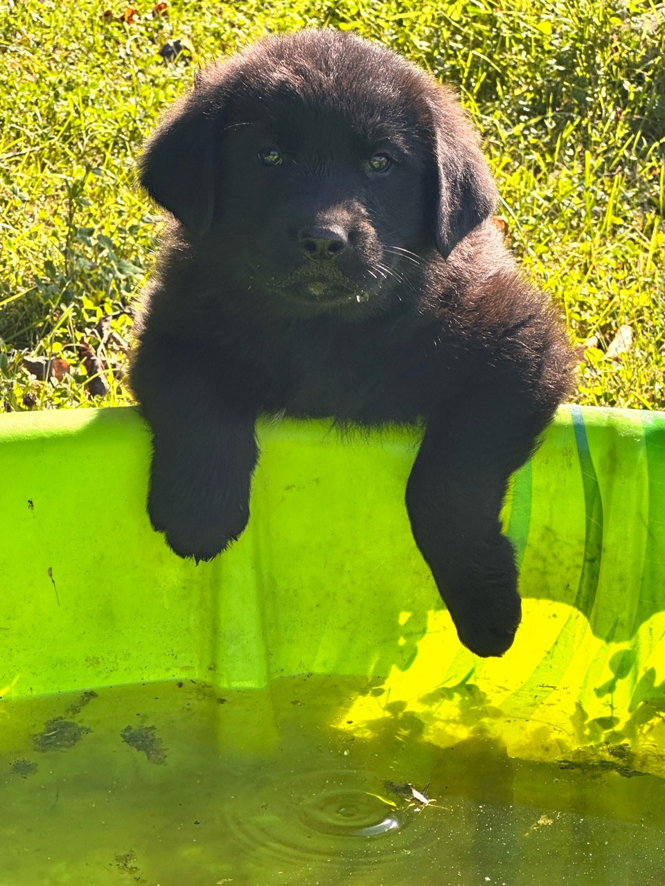 GREAT PYRENEES /HUSKY MIX PUPPIES | Dogs & Puppies for Rehoming ...
