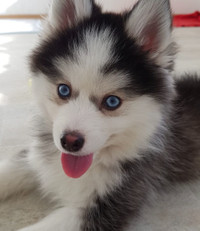 Pomsky Puppies - Black and White/Blue eyes