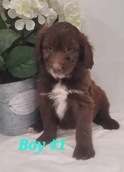 Need a furry friend? Come meet our friendly litter of 8 chocolate aussiedoodles!! They are loved and...