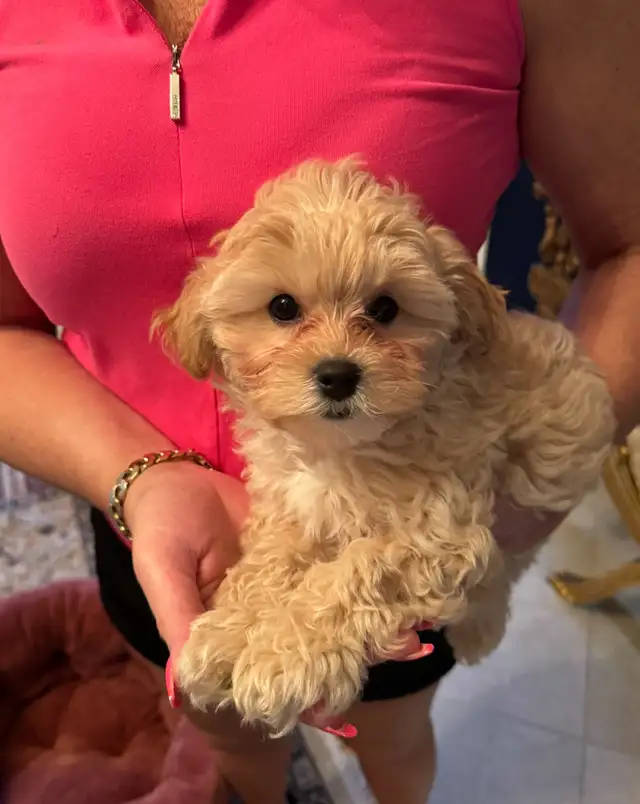 Toy Poodle/Shihpoo  in Dogs & Puppies for Rehoming in Markham / York Region - Image 3