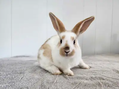 Adorable female baby bunny , View more