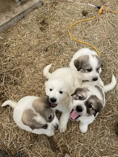 Great Pyrenees Livestock Guardian Puppies, View more