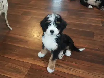 Bernedoodles !! F1 smaller Puppy SALE !!, View more