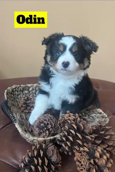 Mini Australian Shepherd Puppies, View more