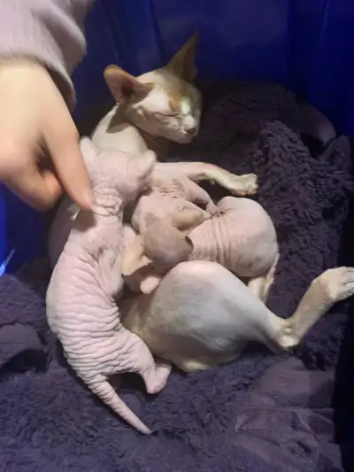 looking for a  Sphynx kitten, View more
