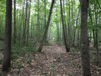 Terre à bois de 13,6 hectares à Saint-Cuthbert