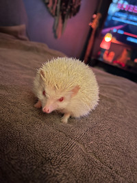  Albino hedgehog