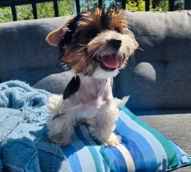 Biewer Terrier READY TO GO in Dogs & Puppies for Rehoming in Edmonton - Image 5