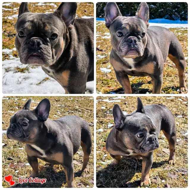 BOULEDOGUE FRANCAIS MALES 4  FERTILE DE QUALITER in Dogs & Puppies for Rehoming in City of Montréal - Image 6