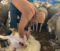 Sheep shearing & hoof trimming 