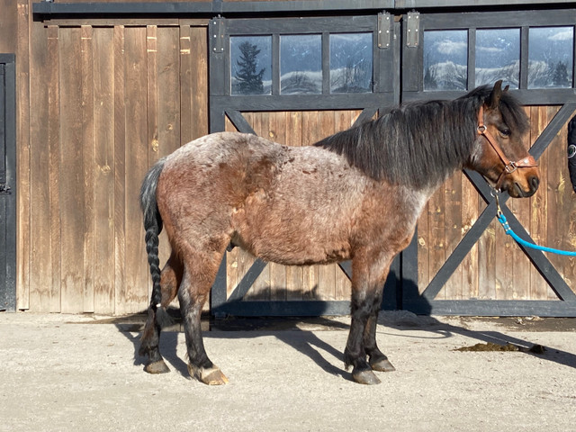 12 year old pony  in Horses & Ponies for Rehoming in Portage la Prairie - Image 2