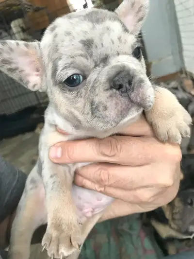 Only 3 puppies left CKC registered French bulldog puppies, born March 19th/2025 and will be ready Ma...