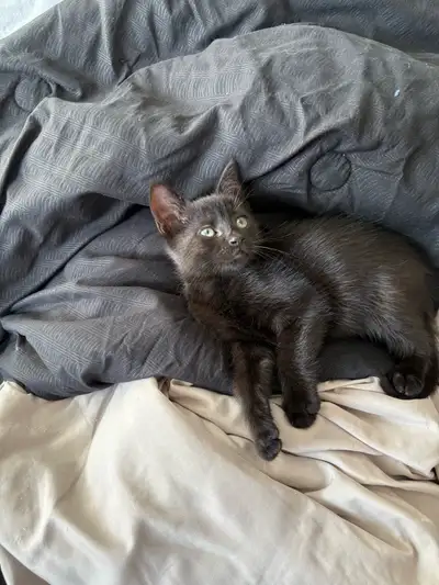 cat for sale , View more