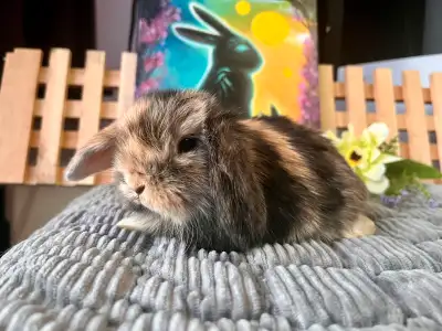 bébé lapin  sociabilisé(kit de départ inclus, View more