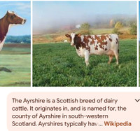 Ayrshire Milk Cow Wanted