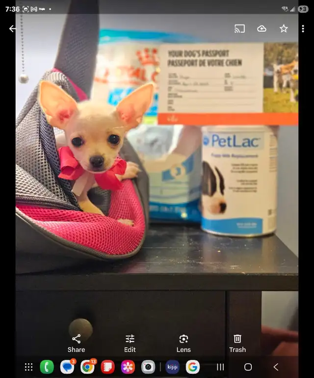 Chihuahua- Female- adorable in Dogs & Puppies for Rehoming in Ottawa - Image 3