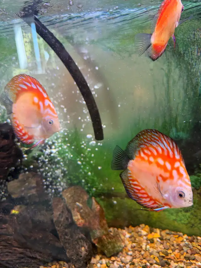 Discuss fish for sale they are 6 inches in sizeAsking $60 