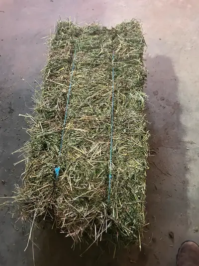First cut no rain on it alfalfa/ grass mix
