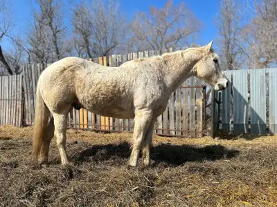 broke gelding, View more