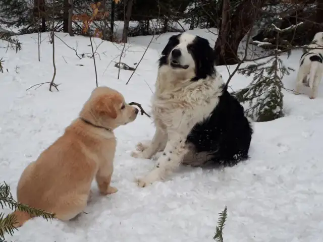 BORDER COLLIE/ LAB in Dogs & Puppies for Rehoming in Muskoka - Image 6