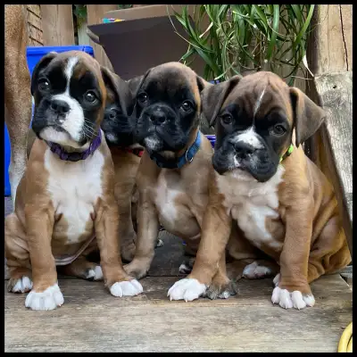 Gorgeous Purebred CKC Registered Boxer Pups!, View more