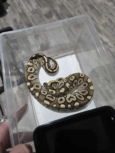 Mojave Asphalt het Monsoon, View more