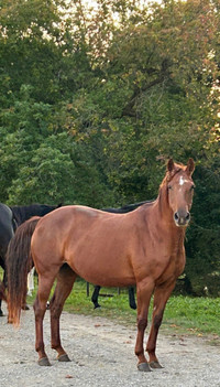 Quarter Horse Mare 