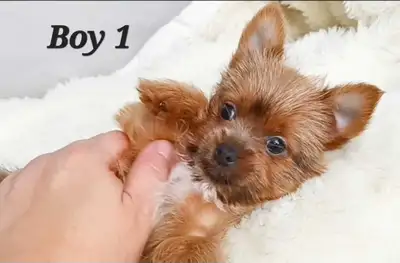 *1 Left!* Tiny Yorkies with a Touch of Mini Pug!, View more