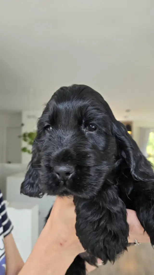 cocker spaniel  (English) ckc registred puppy black male in Dogs & Puppies for Rehoming in Ottawa - Image 6