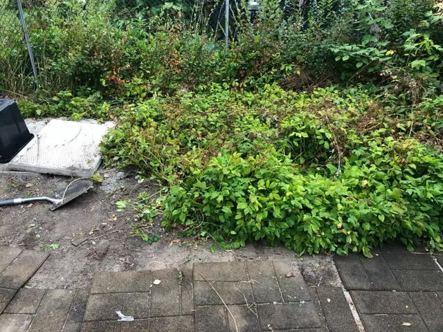 Yard work472757022145259522