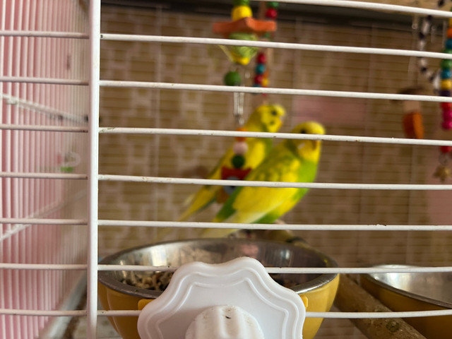  One pair budgie in Birds for Rehoming in Regina