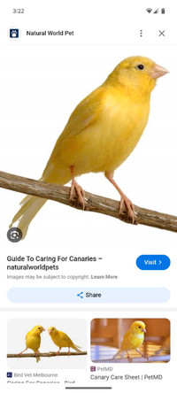 Looking for a female canary