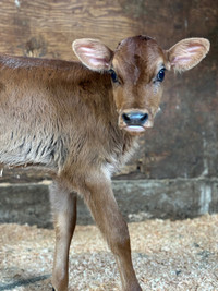 Adorable Pure Jersey Hiefer calf