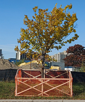 Arborist reports / for removals or construction - GTA, View more