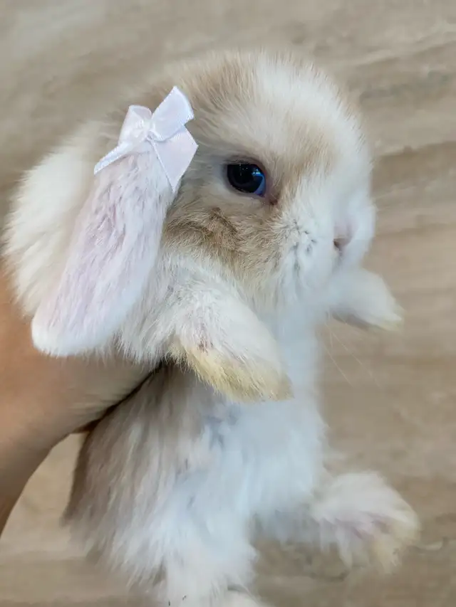 purebred holland lop bunny  in Small Animals for Rehoming in Mississauga / Peel Region - Image 3