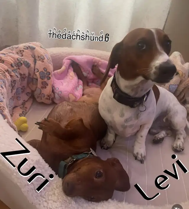 MINI DACHSHUND PUPPIES 8 W.O. ONLY 3 LEFT READY FOR NEW FAMILIES in Dogs & Puppies for Rehoming in Mississauga / Peel Region - Image 10