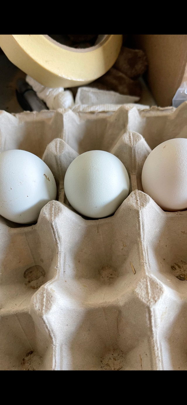 Pasture raised Eggs $8 per dozen in Health & Special Needs in Oshawa / Durham Region - Image 3