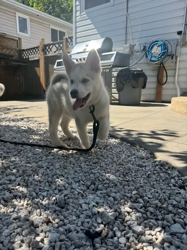 1 Siberian Husky Puppy Left!! LAST ONE!!!!! in Dogs & Puppies for Rehoming in Edmonton - Image 6
