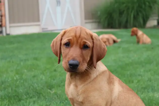 CKC Fox Red Labrador Retrievers (OFA Tested) in Dogs & Puppies for Rehoming in Norfolk County - Image 10